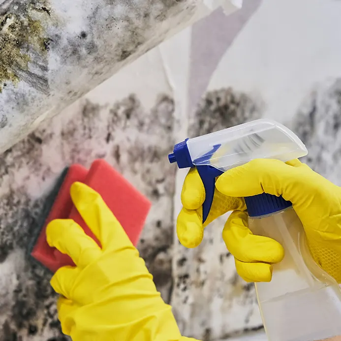 Mold Removal & Cleaning